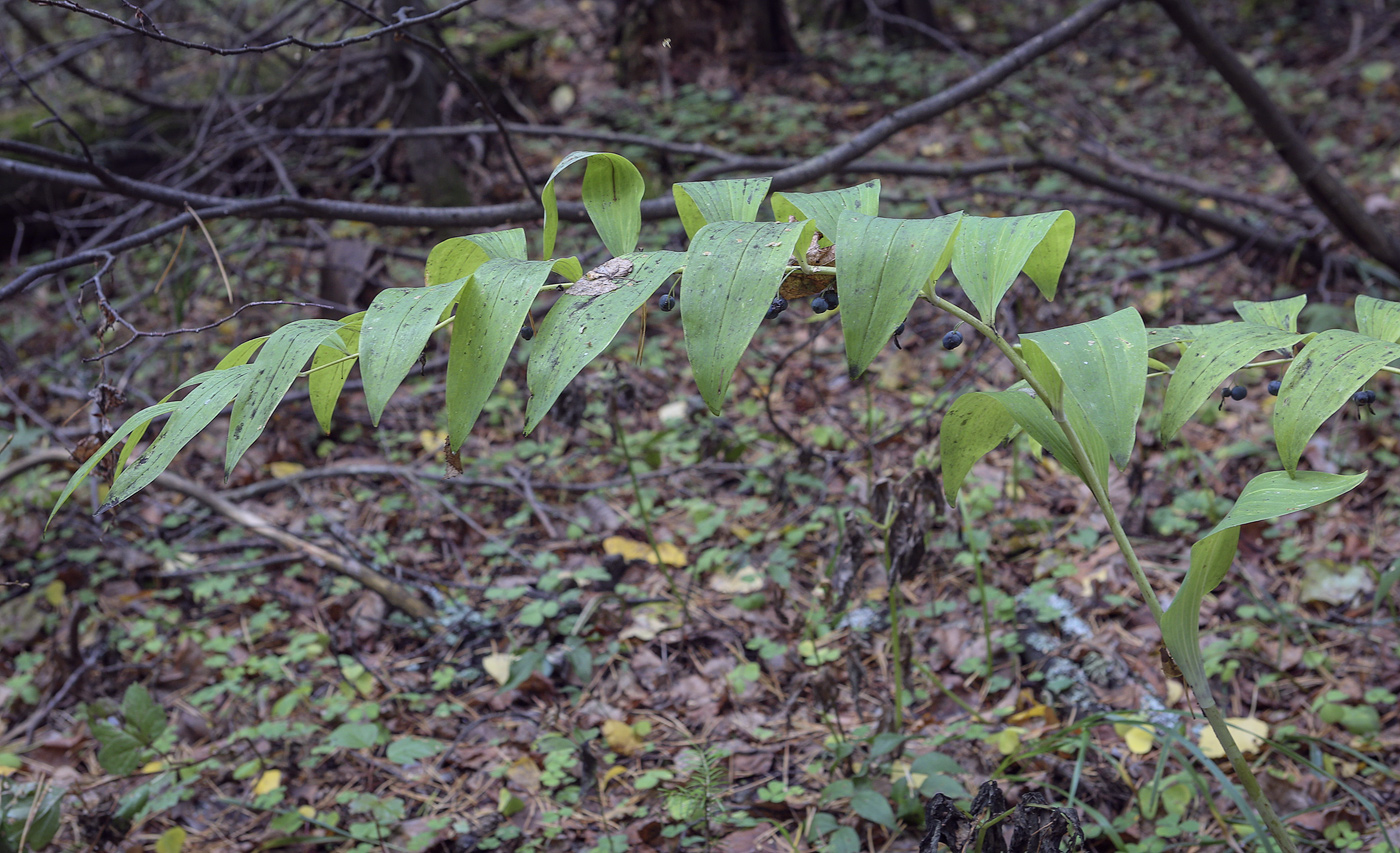 Image of Polygonatum multiflorum specimen.