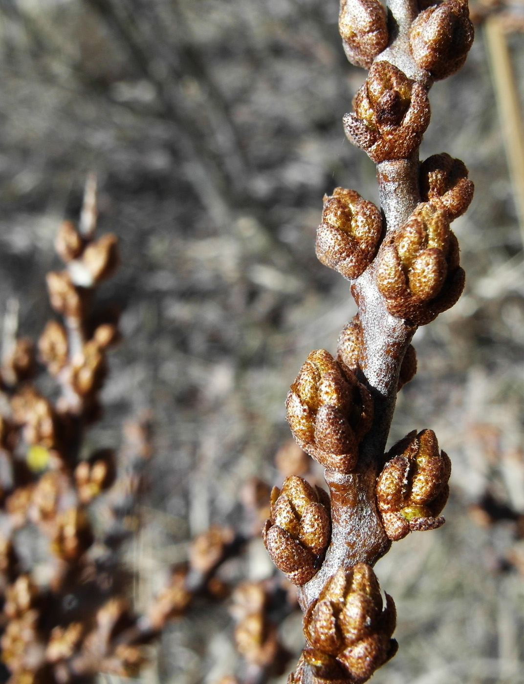 Изображение особи Hippophae rhamnoides.