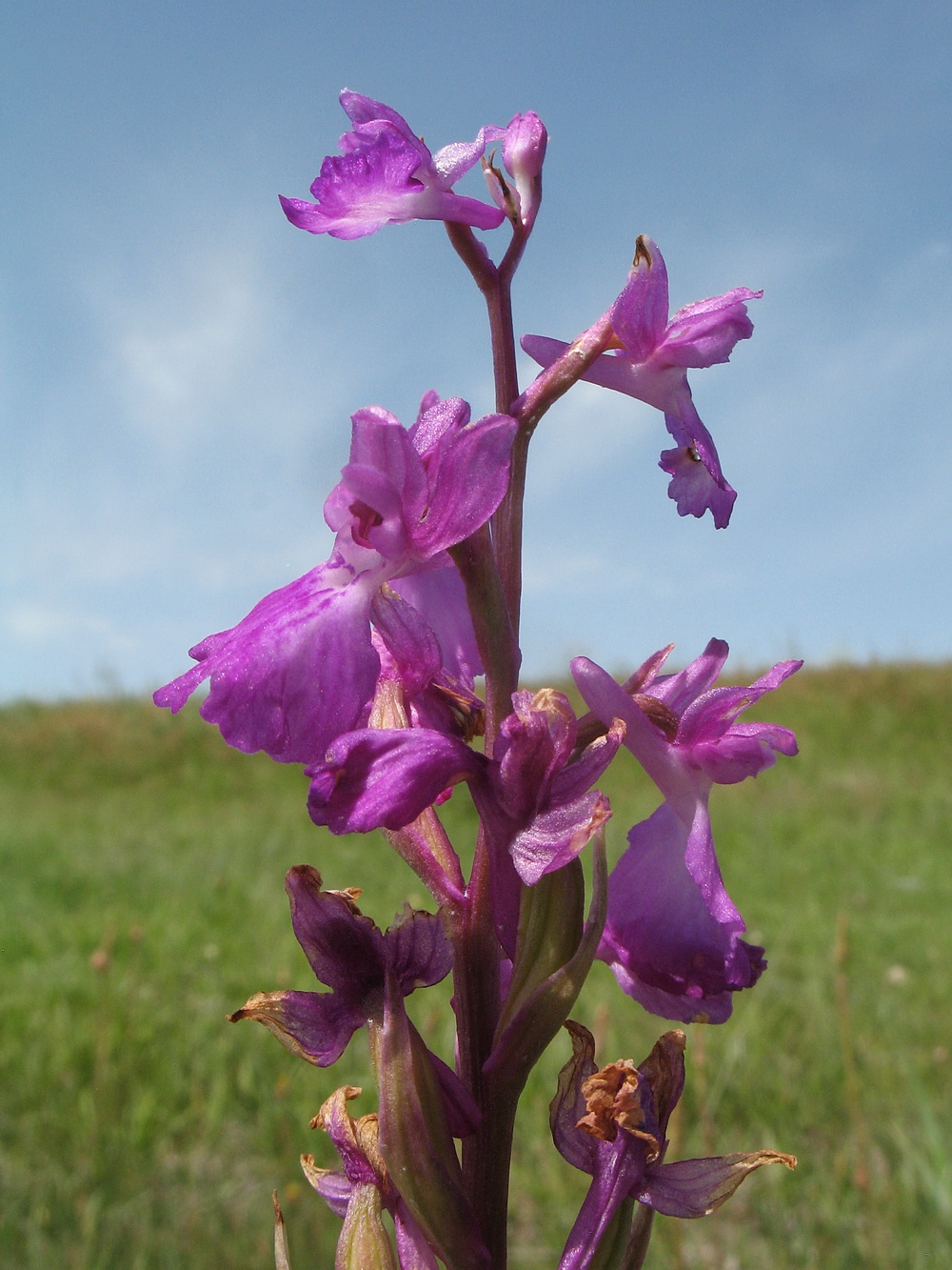 Изображение особи Anacamptis laxiflora ssp. dielsiana.