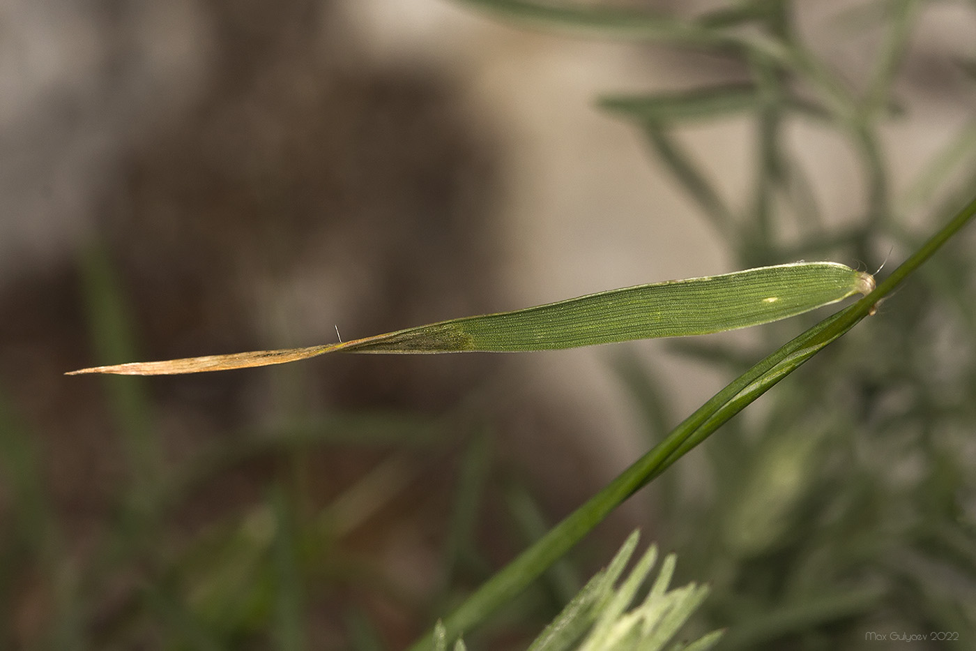 Изображение особи Aegilops biuncialis.