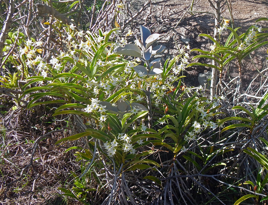 Image of familia Orchidaceae specimen.