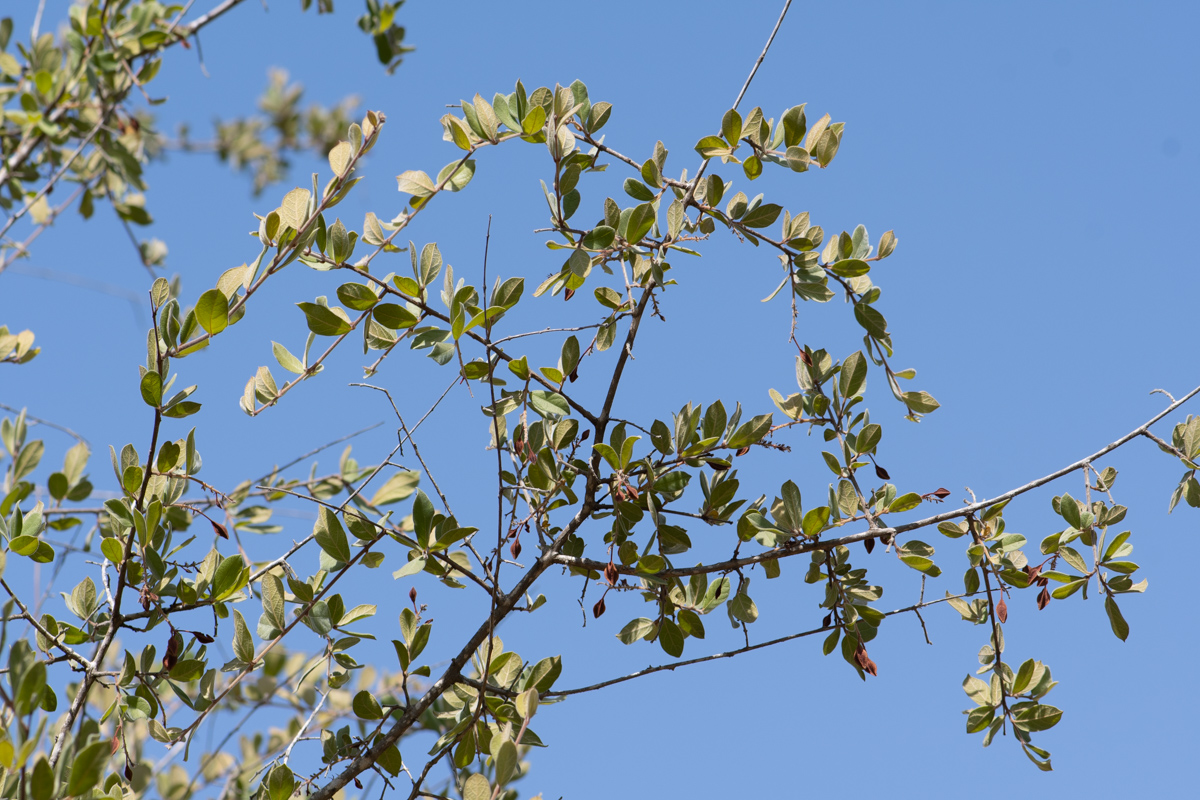 Изображение особи Combretum molle.