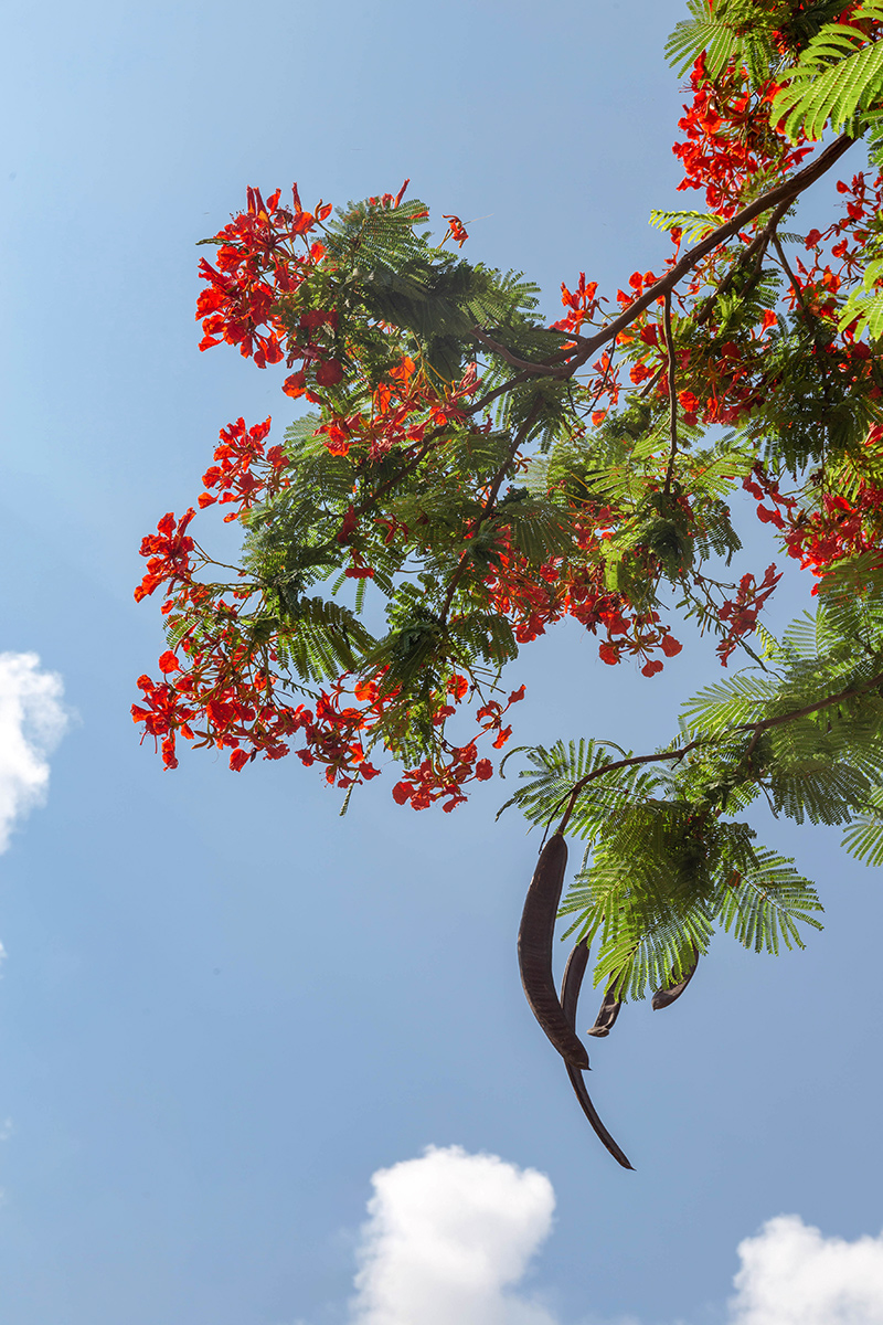 Изображение особи Delonix regia.