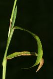 Digitaria pectiniformis. Часть стебля с листьями. Республика Абхазия, г. Сухум. 22.08.2009.