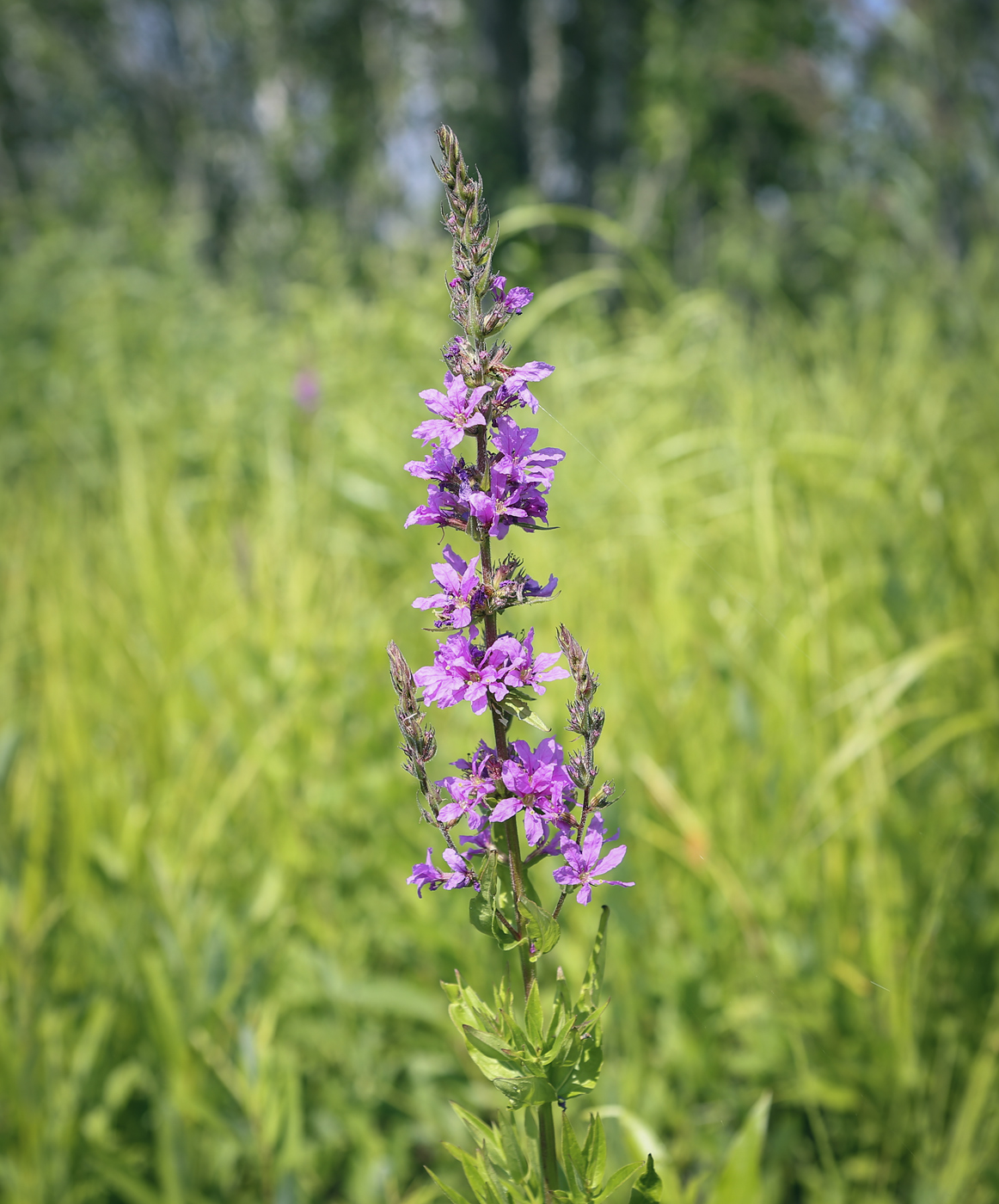 Image of Lythrum salicaria specimen.