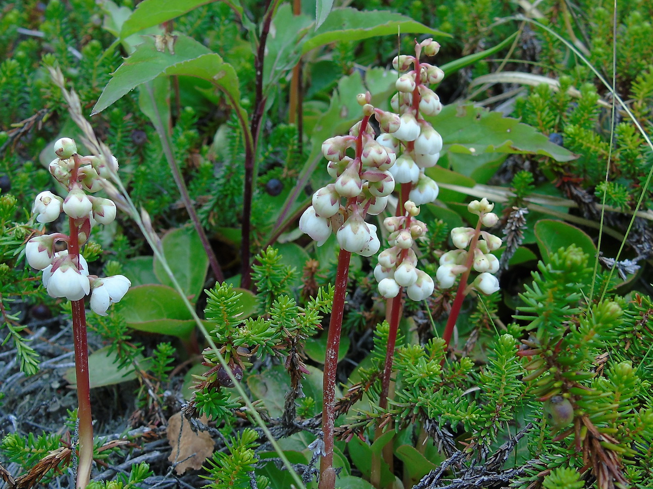 Image of genus Pyrola specimen.