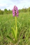 Orchis militaris. Цветущее растение. Ленинградская обл., Гатчинский р-н, пос. Пудость, берег р. Ижора, луг. 10.06.2022.