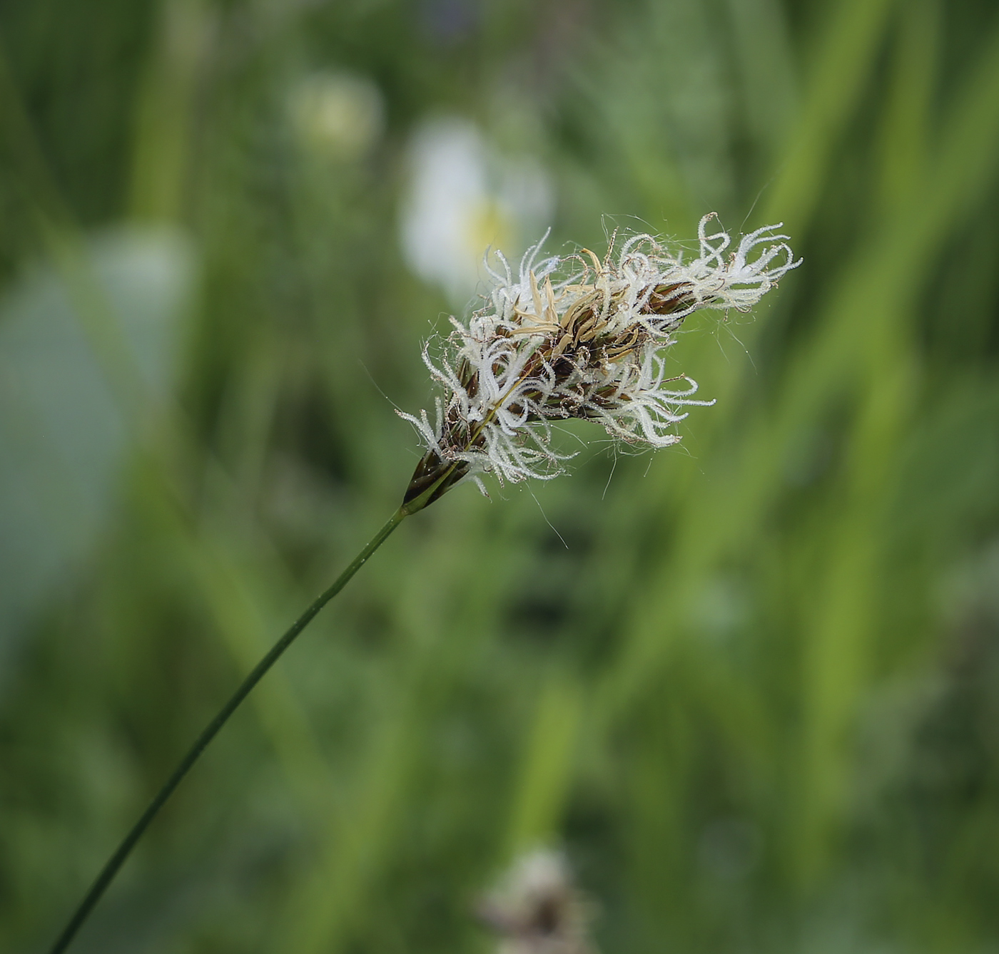 Image of Carex praecox specimen.
