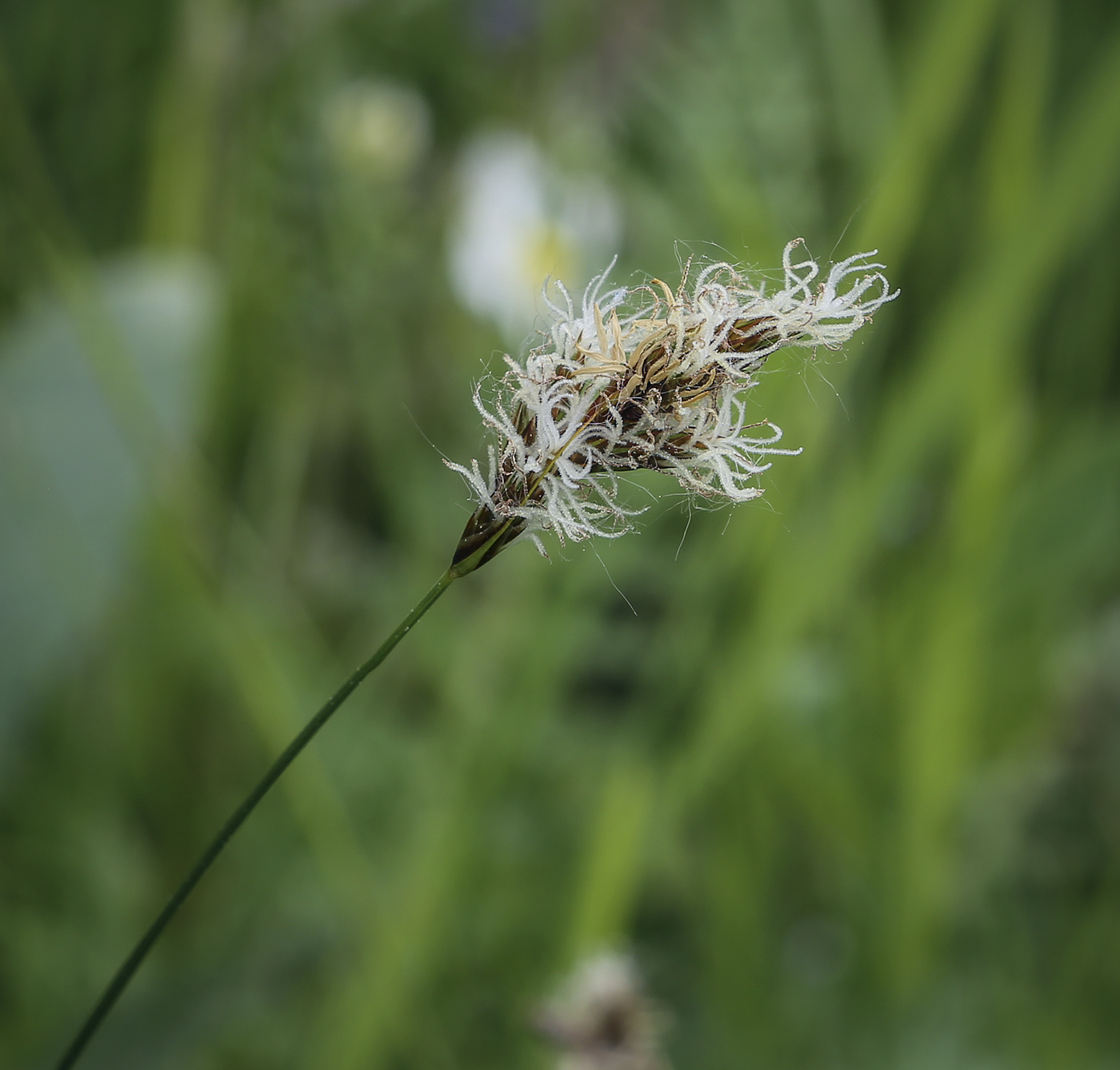 Изображение особи Carex praecox.