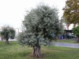 Olea europaea. Взрослое дерево. Турция, г. Анталья, набережная, в озеленении. 24.08.2022.