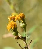 Hieracium umbellatum