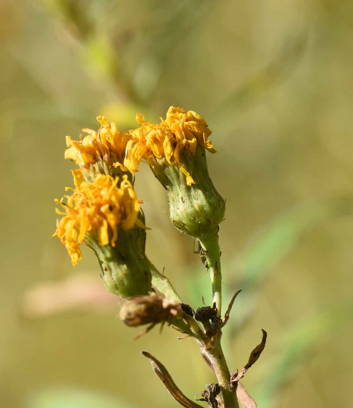 Изображение особи Hieracium umbellatum.