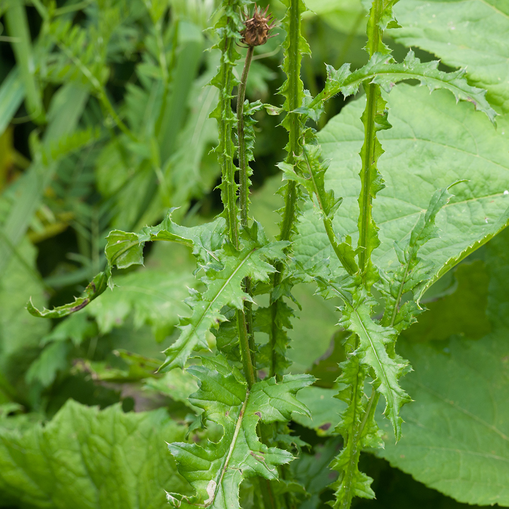 Image of Carduus adpressus specimen.