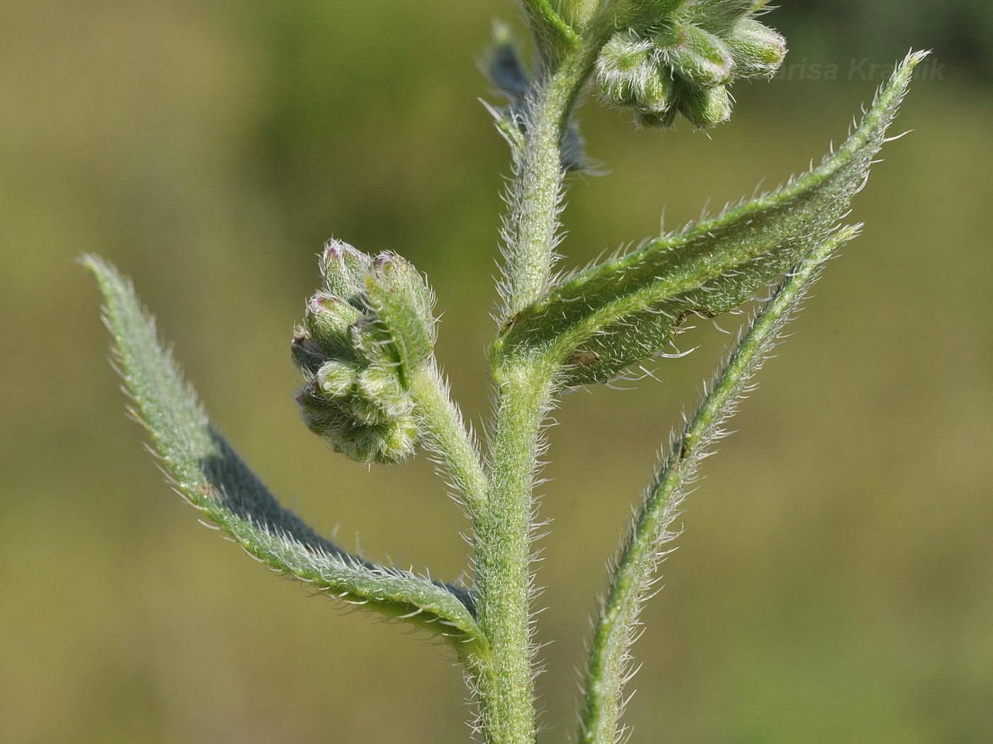 Image of Anchusa pusilla specimen.