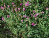 Hedysarum gmelinii. Цветущие растения. Алтай, Улаганское плато, перевал Кату-Ярык (выс. около 1200 м н.у.м.). 26.07.2010.