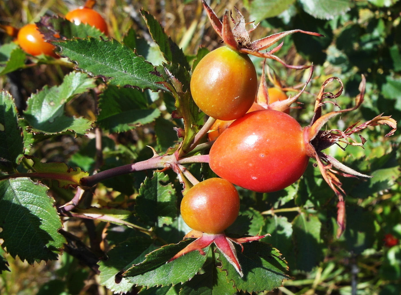 Image of genus Rosa specimen.