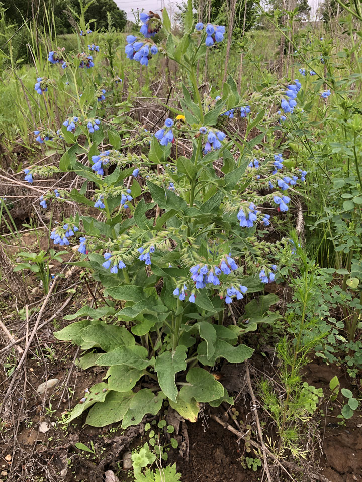 Изображение особи Symphytum caucasicum.