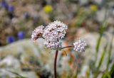 genus Valeriana. Соцветия. Крым, Караларский природный парк, окр. бухты Коровья, каменистый участок степного склона. 07.05.2021.