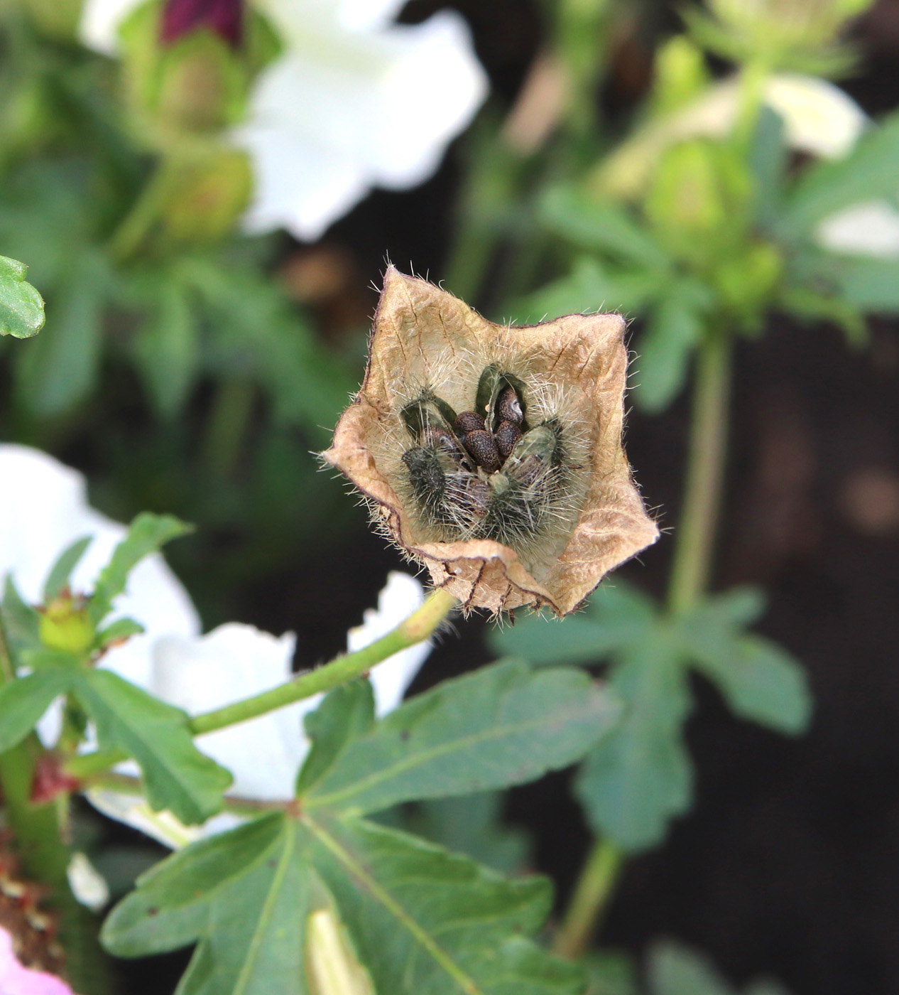 Изображение особи Hibiscus trionum.