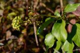 Hedera helix. Верхушка побега с соплодием с незрелыми плодами. Краснодарский край, Лазаревский р-н, окр. с. Ордынка, 150 м н.у.м., опушка. 05.11.2022.