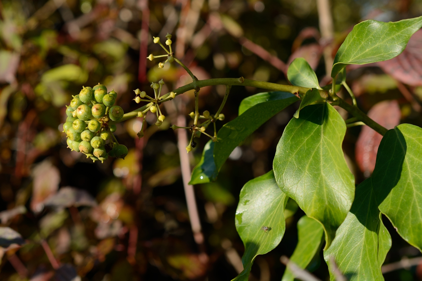 Image of Hedera helix specimen.