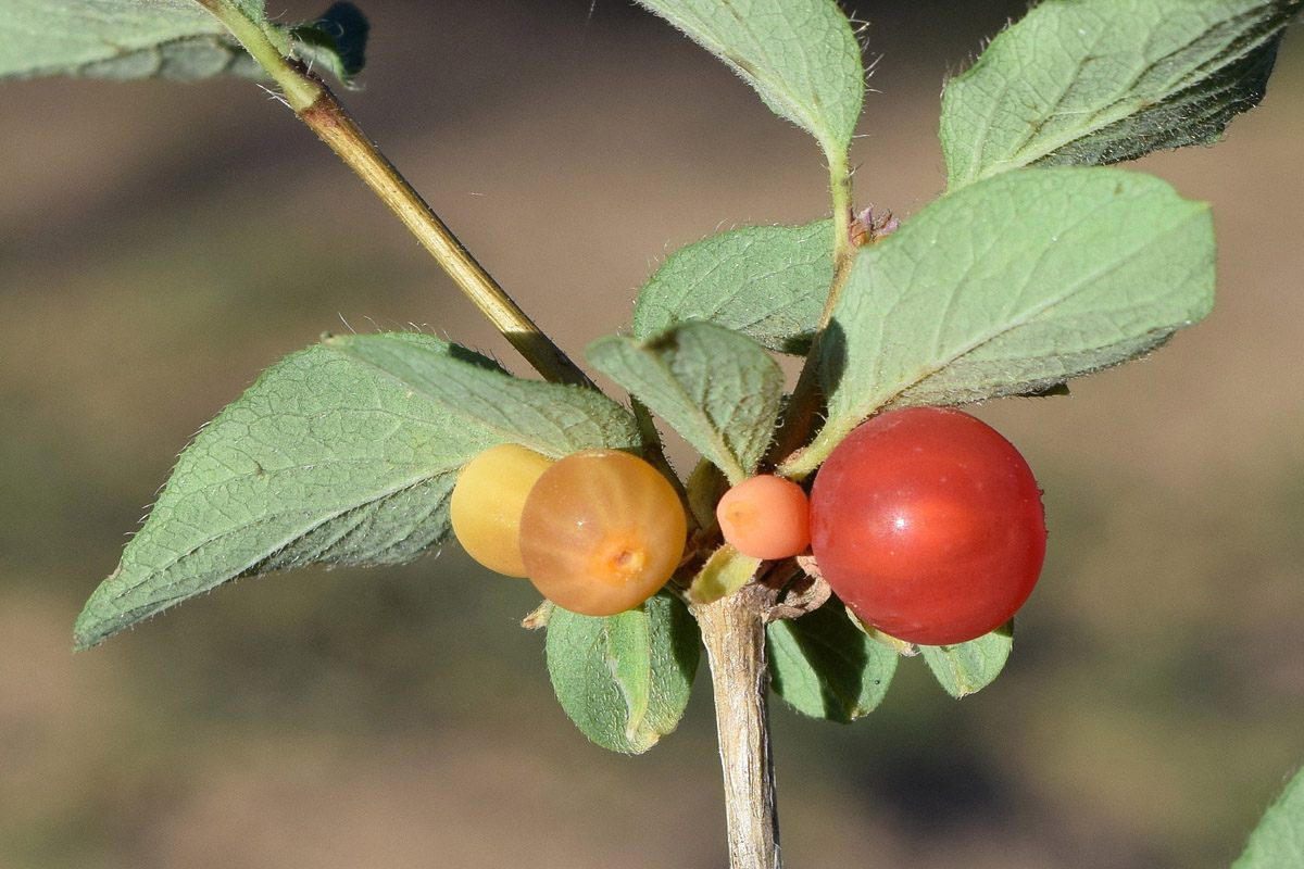 Изображение особи Lonicera altmannii.