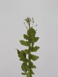 Capsella bursa-pastoris