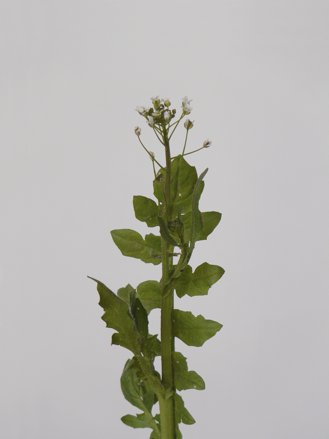 Изображение особи Capsella bursa-pastoris.