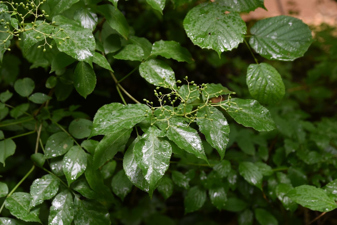 Image of Sambucus nigra specimen.