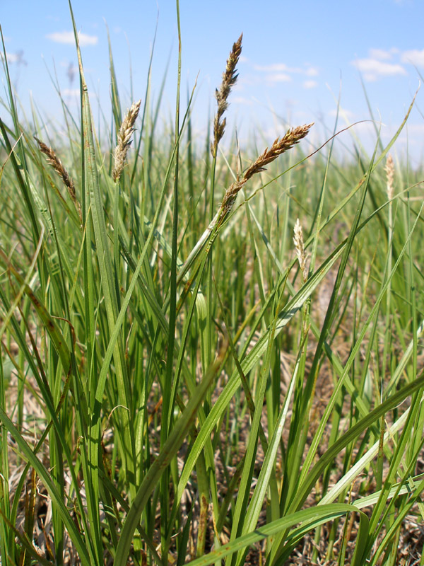 Image of Carex disticha specimen.