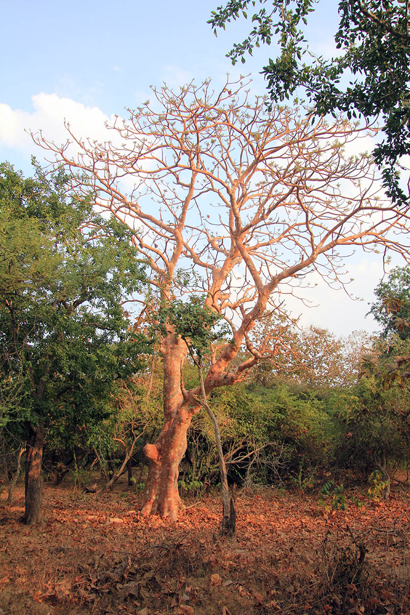 Image of Sterculia urens specimen.