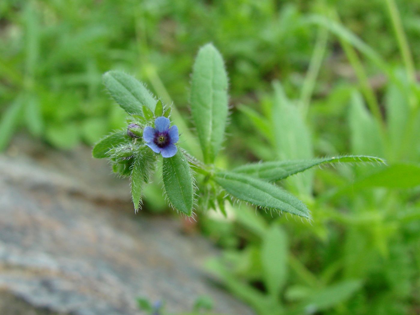 Image of Asperugo procumbens specimen.