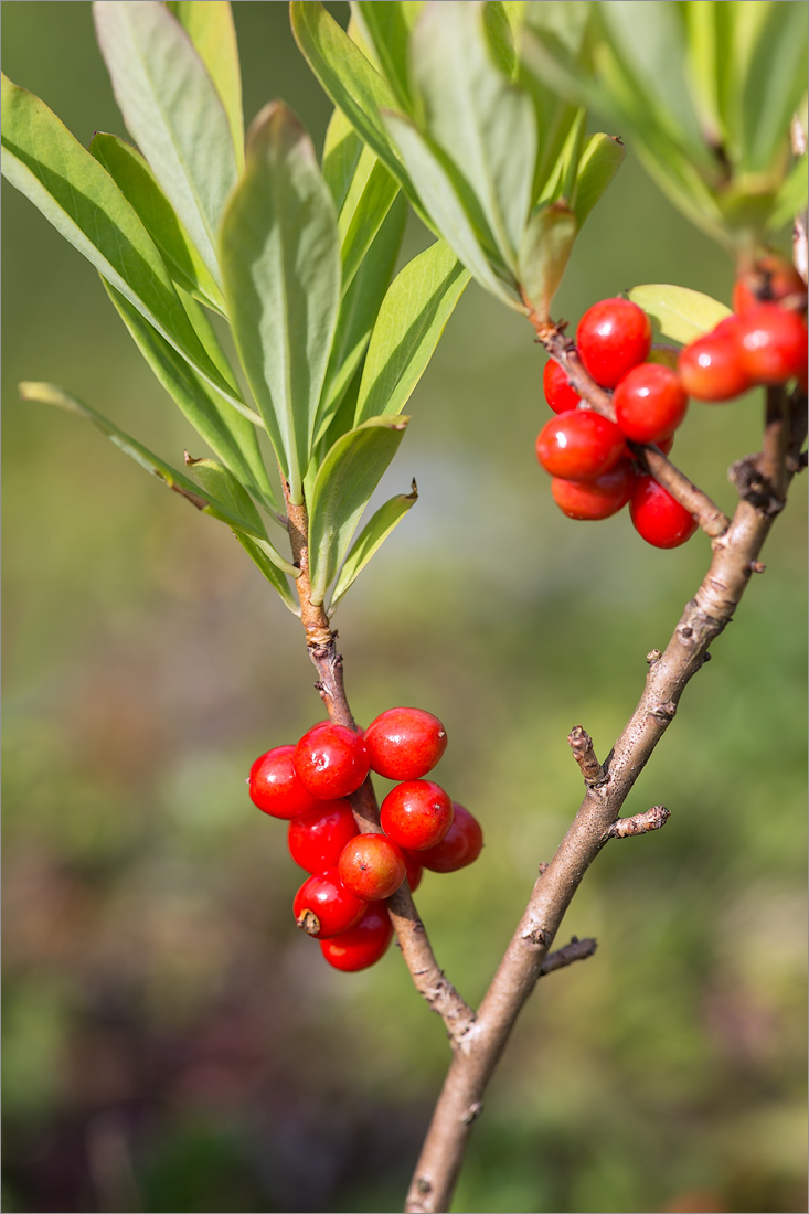 Image of Daphne mezereum specimen.