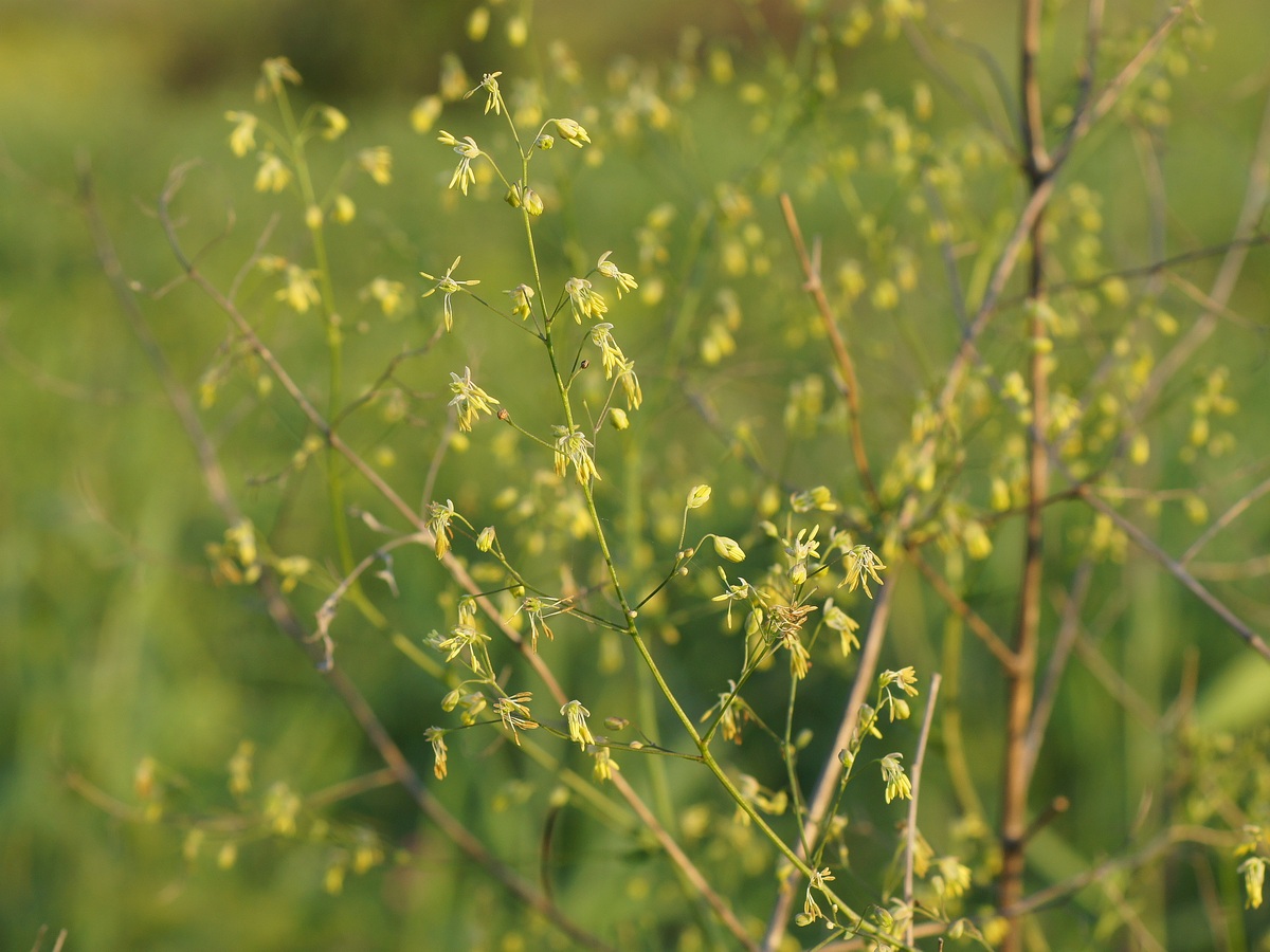 Изображение особи Thalictrum minus.