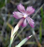 Dianthus caucaseus