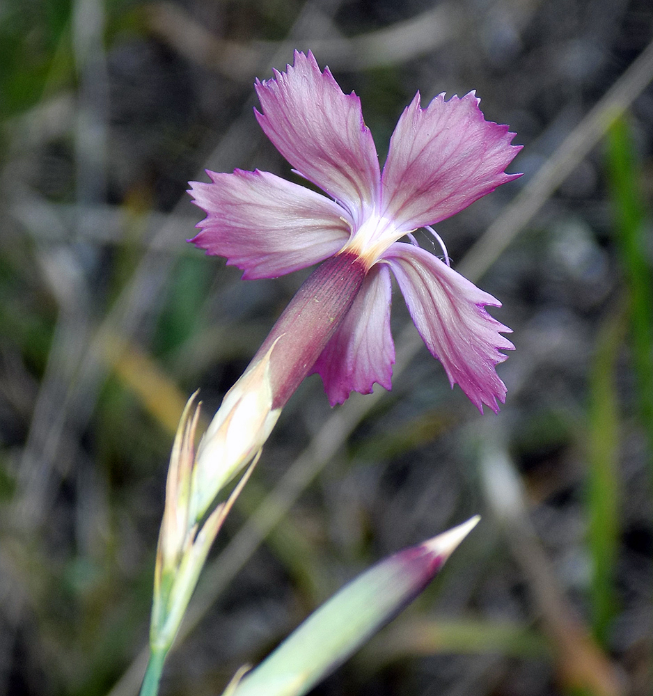 Image of Dianthus caucaseus specimen.