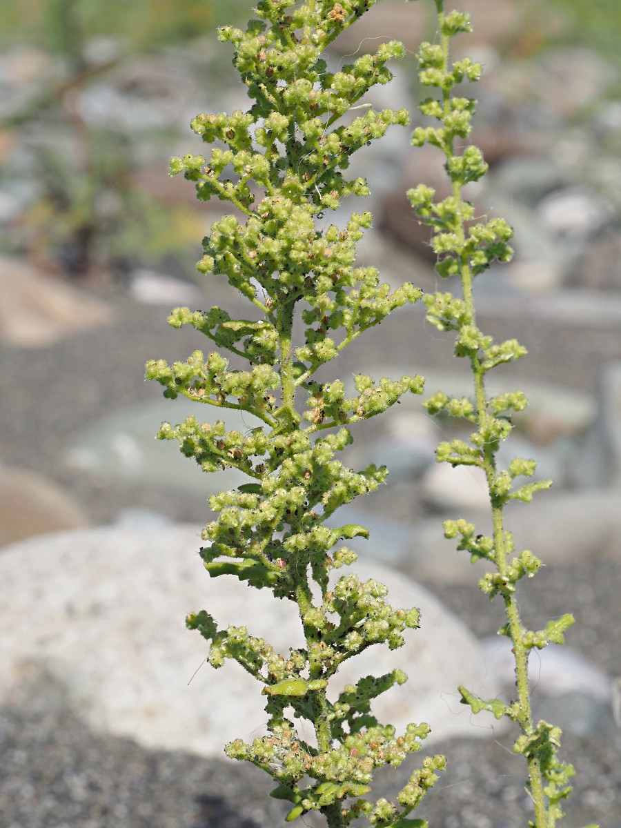 Image of Dysphania botrys specimen.