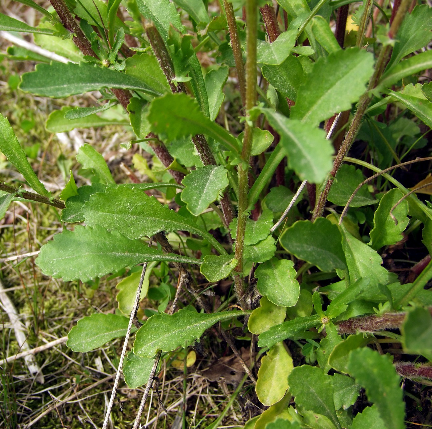 Image of Leucanthemum vulgare specimen.
