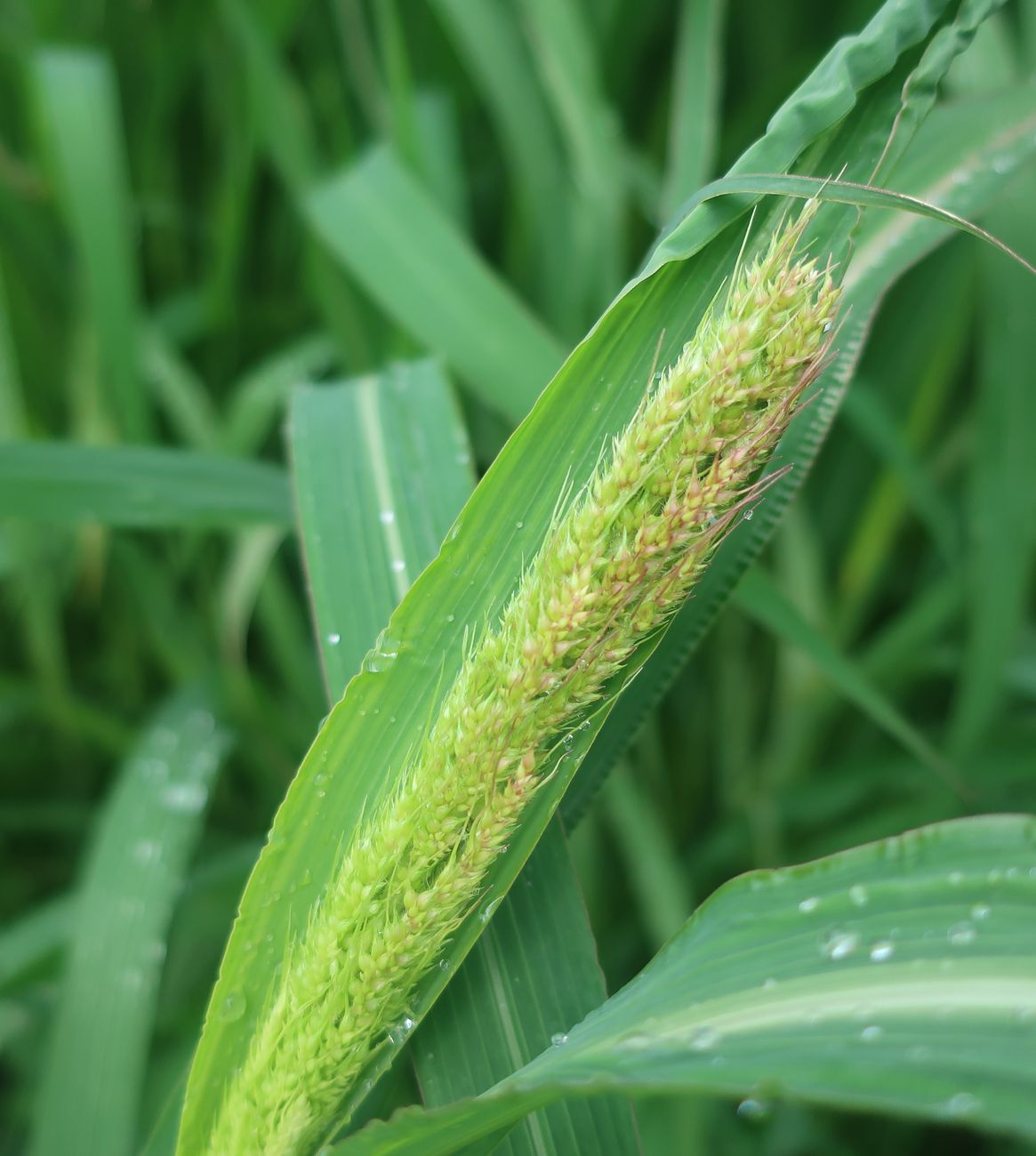 Image of genus Echinochloa specimen.