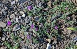 род Oxytropis