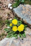 Taraxacum