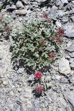 Hedysarum acutifolium. Цветущее растение на каменистом субстрате. Южный Казахстан, Таласский Алатау, ущелье Коксай, высота 2600 м н.у.м. 20.07.2010.