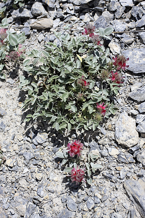 Image of Hedysarum acutifolium specimen.