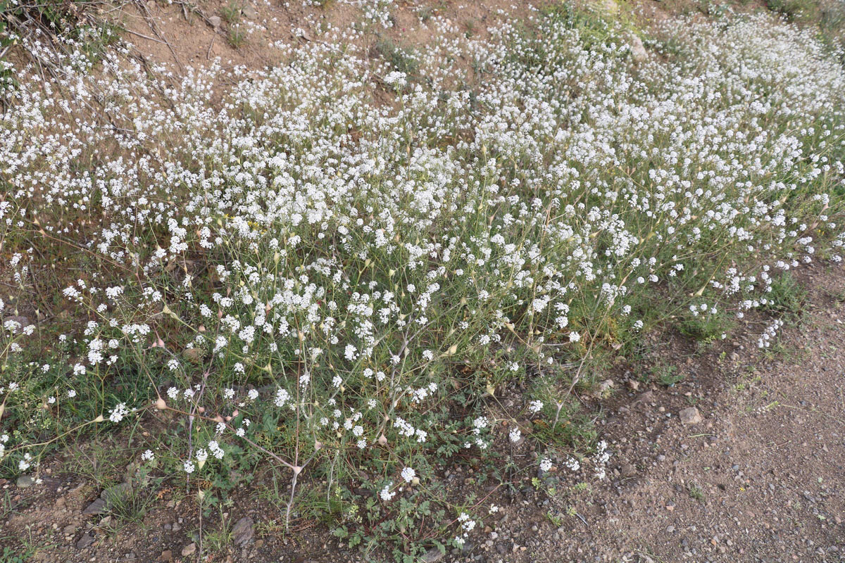 Изображение особи Lepidium vesicarium.