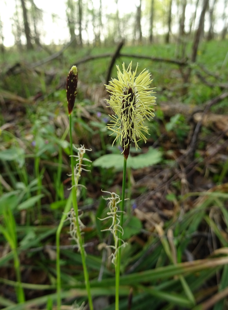 Изображение особи Carex pilosa.