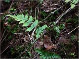 Dryopteris carthusiana. Молодое растение. Московская обл., Раменский р-н, окр. ж.-д. платформы Хрипань, смешанный лес у ЛЭП (просека). 01.06.2023.