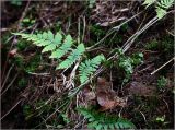 Dryopteris carthusiana