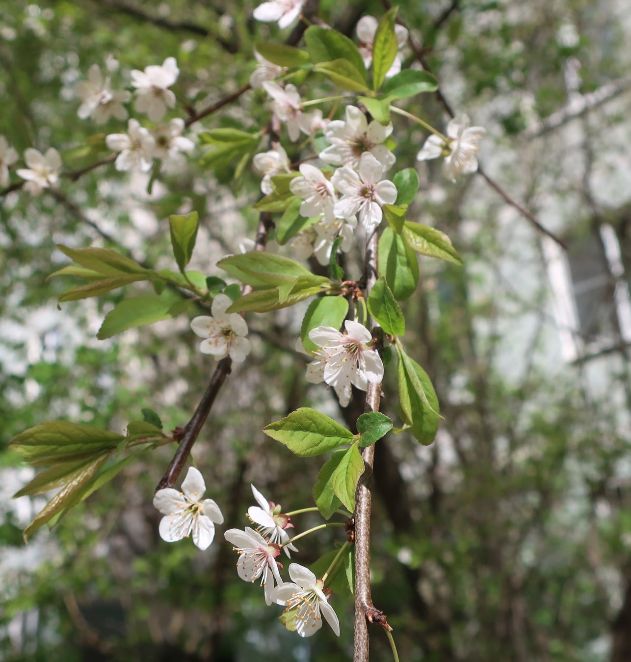 Изображение особи род Prunus.