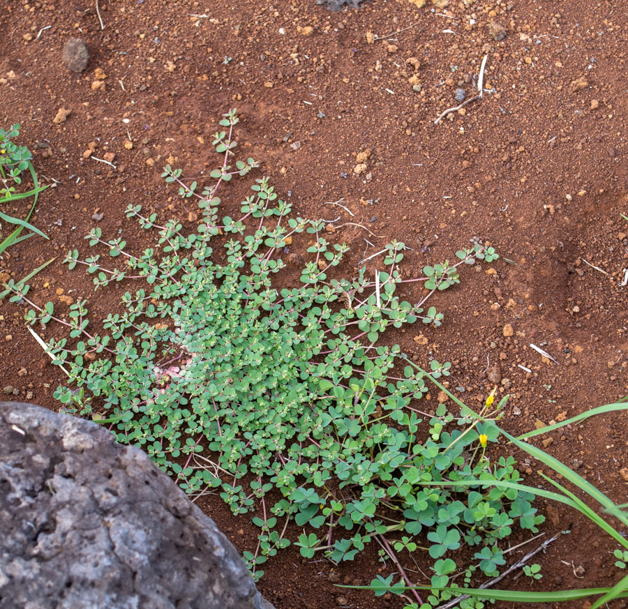 Image of Euphorbia serpens specimen.