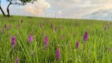 род Dactylorhiza